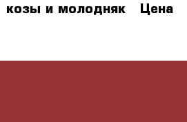 козы и молодняк › Цена ­ 15 000 - Красноярский край, Канский р-н, Канск г. Животные и растения » Другие животные   . Красноярский край